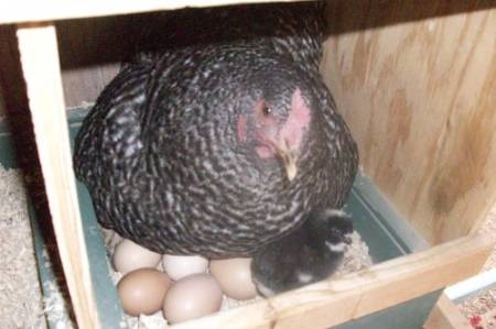 Momma_and_new_chick.jpg